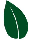 hoja-davidia-verde